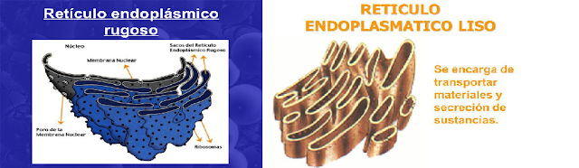 reticulo endoplasmatico