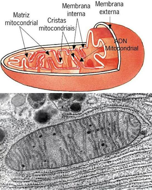 Partes de la célula humana y 8 funciones principales