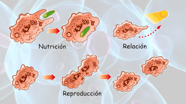 Funciones de la Celula Humana 