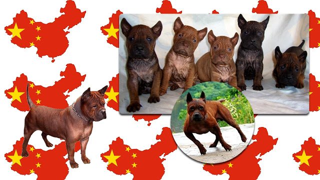 espectaculares perros Chongqing razas chinas
