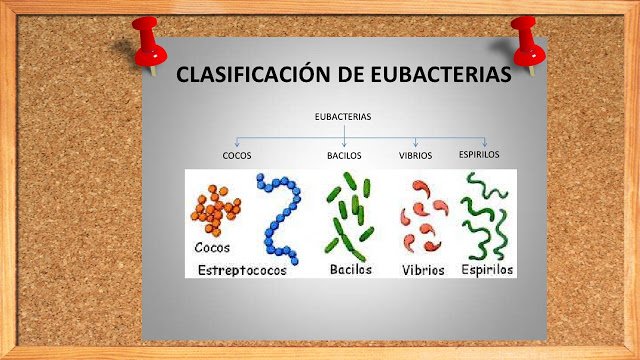 Reino Eubacteria
