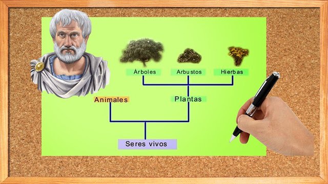 clasificación de seres vivos : Aristoteles 