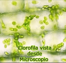 clorofila en microscopio