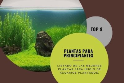 9 Plantas acuarios plantados principiante