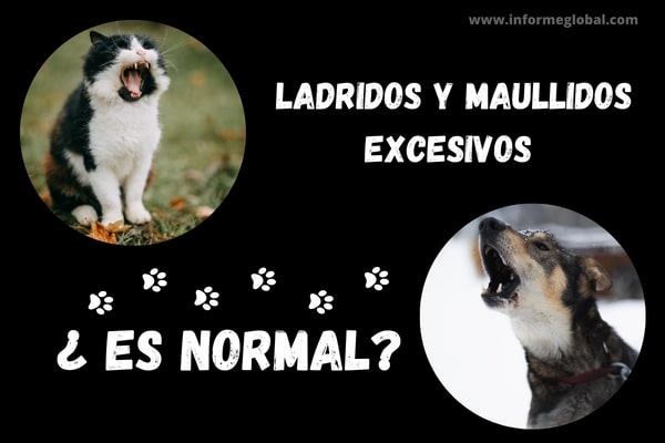Etologia ladridos y maullidos excesivos