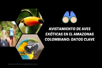 Avistamiento aves Colombia Amazonas Resumen