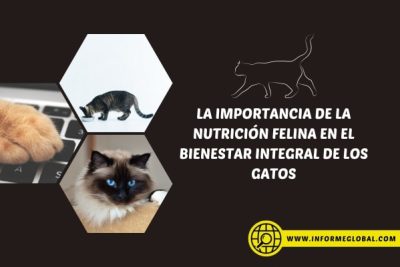 La Importancia de la Nutrición Felina en el Bienestar Integral de los Gatos