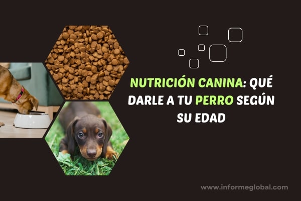 Cuida a tu Perro con la Alimentación Ideal Según su Edad