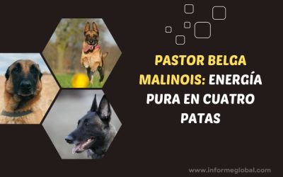 Pastor Belga Malinois: guía de cuidados