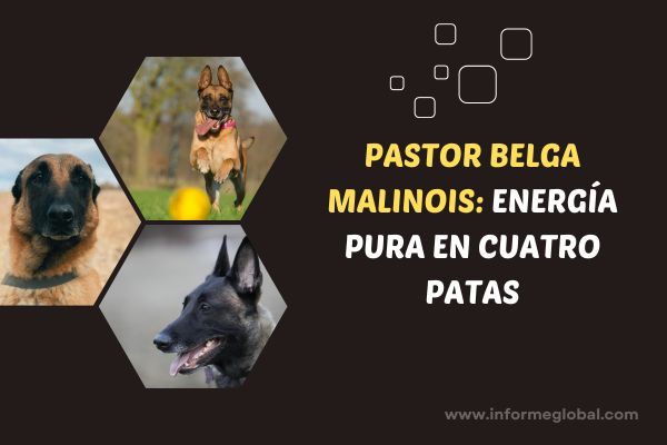 Pastor Belga Malinois: energía pura en cuatro patas