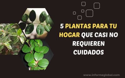 15 Plantas de interior que sobreviven con poca agua