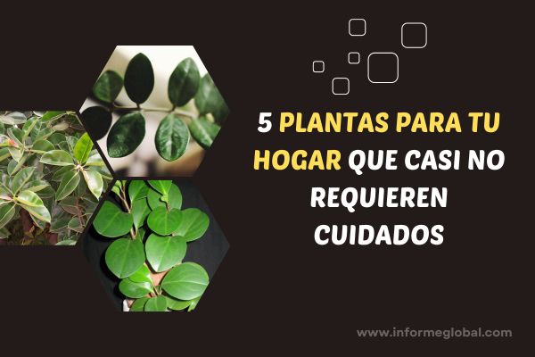 5 plantas para tu hogar que casi no requieren cuidados